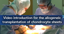 Video introduction for the allogeneic transplantation of chondrocyte sheets